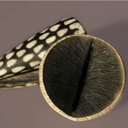 agnes_cartairade-sculpteur_céramiste_raku-2013.01.jpg